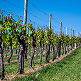 Matériel palissage vigne